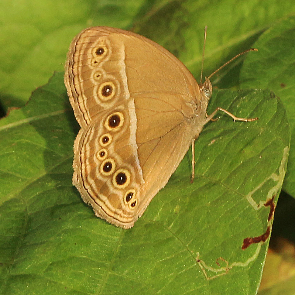 Dark Brand Bushbrown