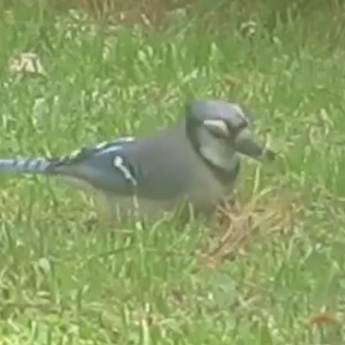 Blue Jay