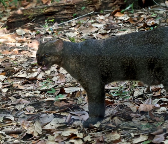 Jaguarundi