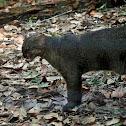 Jaguarundi