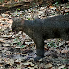 Jaguarundi