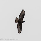 Buzzard; Ratonero Común