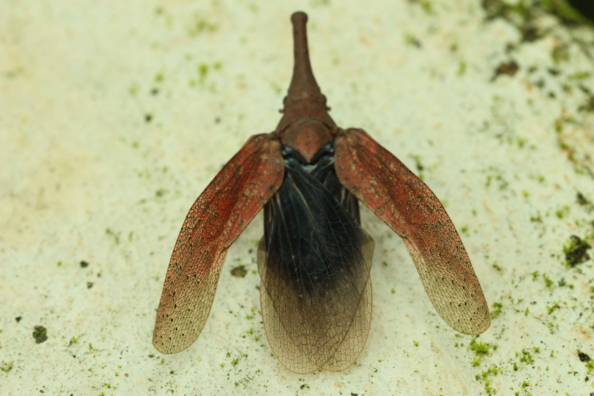 Lanternbug