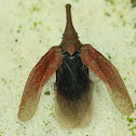 Lanternbug