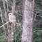 Barred Owl