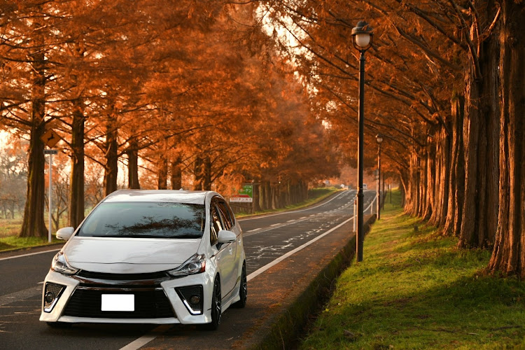 プリウスα G'sのメタセコイア並木・紅葉・朝活に関するカスタム事例の投稿画像1枚目
