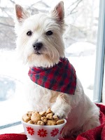 Zoe's Best: Cinnamon Apple Homemade Dog Treats was pinched from <a href="http://www.thekitchenmagpie.com/zoes-best-cinnamon-apple-homemade-dog-treats/" target="_blank">www.thekitchenmagpie.com.</a>