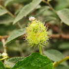 Stinking Passion flower