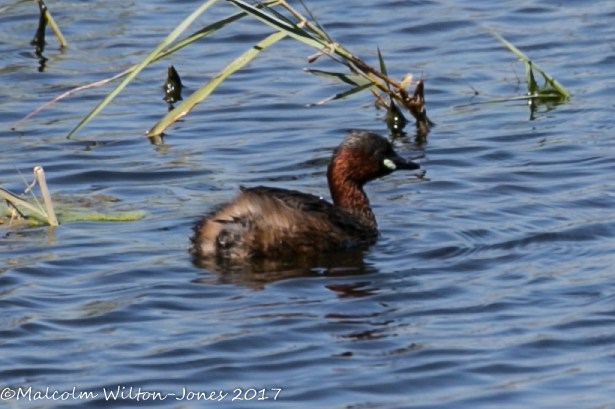 Little Grebe; Zampullin Chico