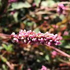 Creeping Smartweed