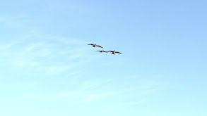 Greenheads in Green Skies Part 1 thumbnail