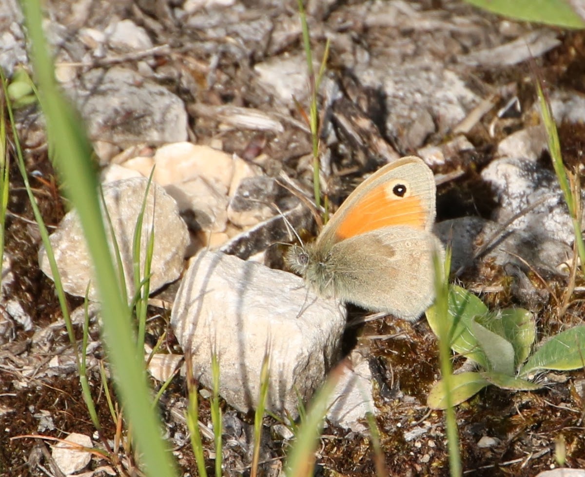 Small Heath