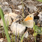 Small Heath