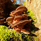 Oyster mushroom