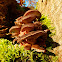 Oyster mushroom