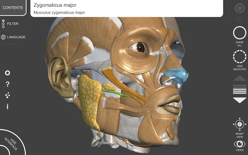 3D Anatomy for the Artist Lite