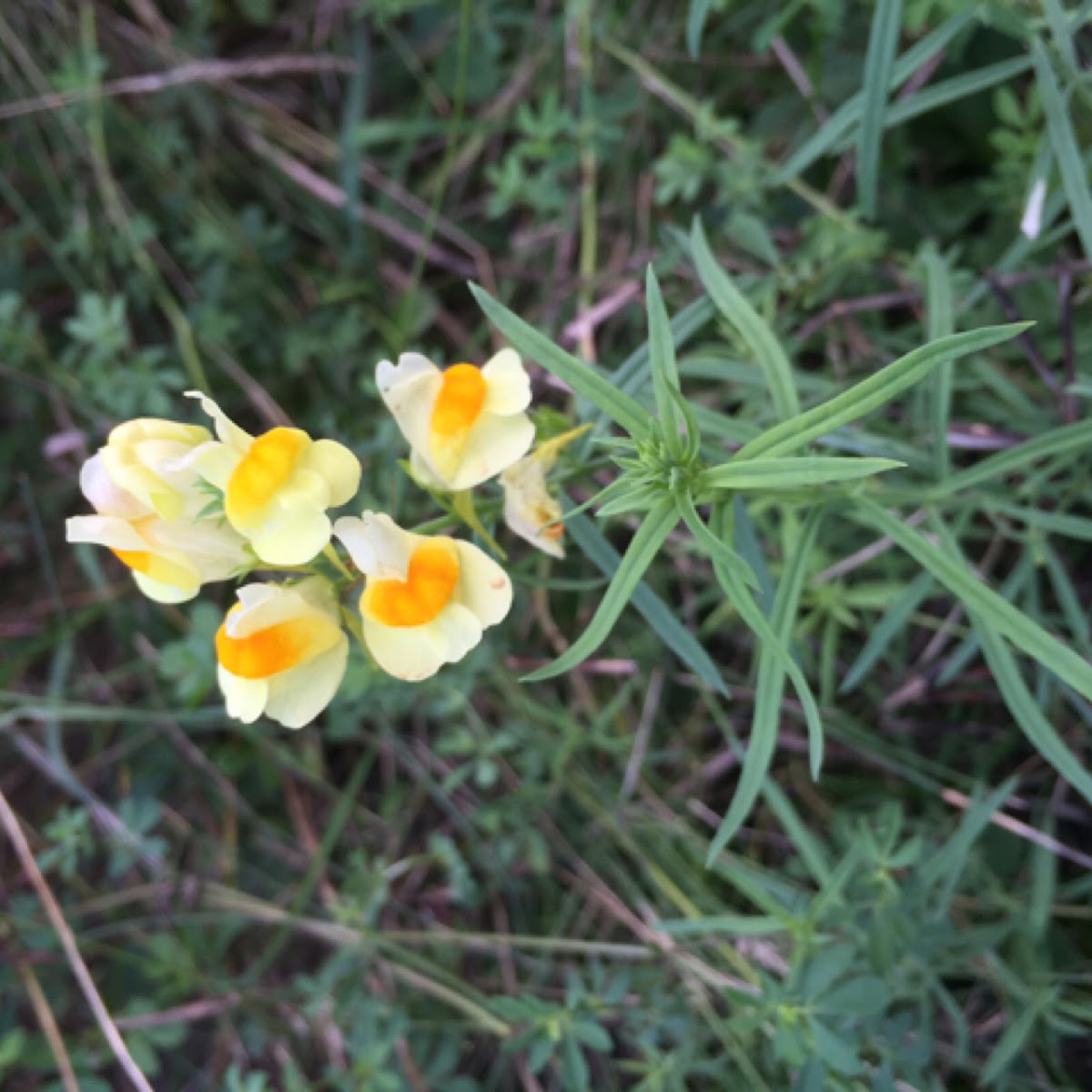 Yellow Toadflax (Butter and Eggs)