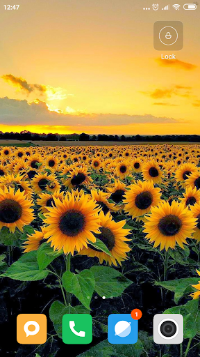 Sunflower Wallpaper HD