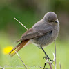 Black Redstart; Colirrojo Tizón