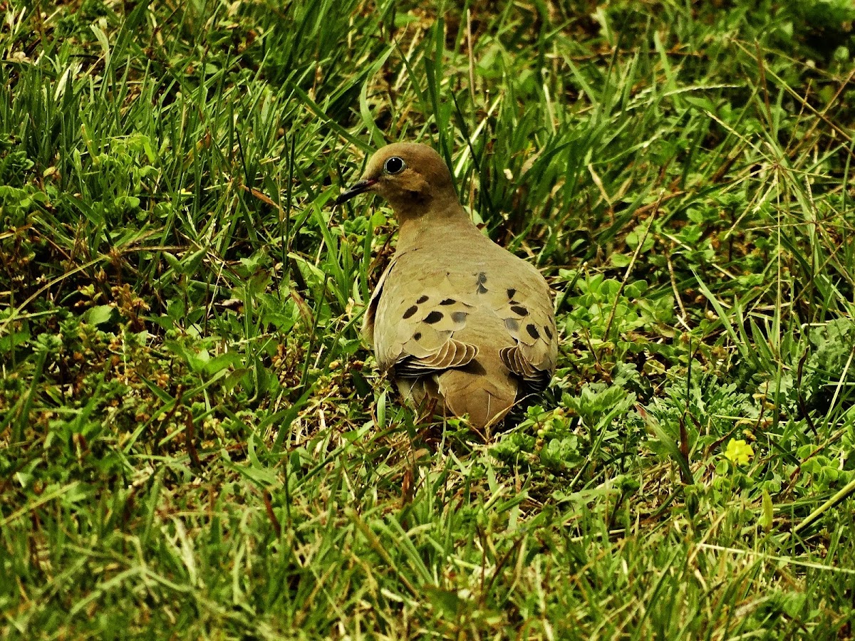 Mourning Dove