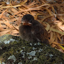 Red-vented bulbuls