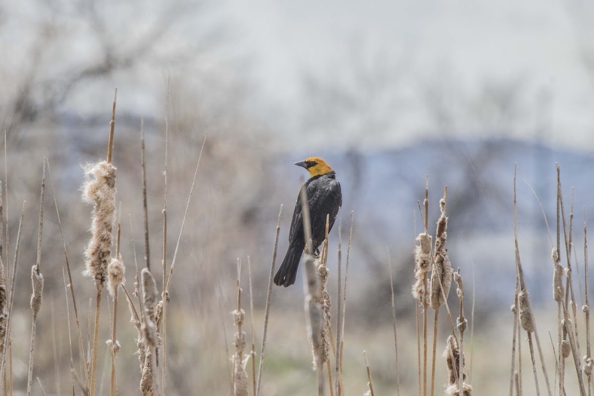 Yellow Headed Blackbird