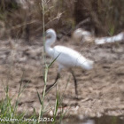 Little Egret