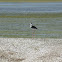 Black-necked Stilt