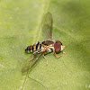 Hoverfly