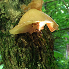 Wood Ear