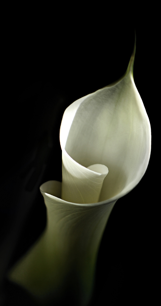 Calla di ottantuno