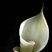 Calla di 