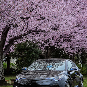 C-HR ZYX10