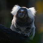 Common Marmoset