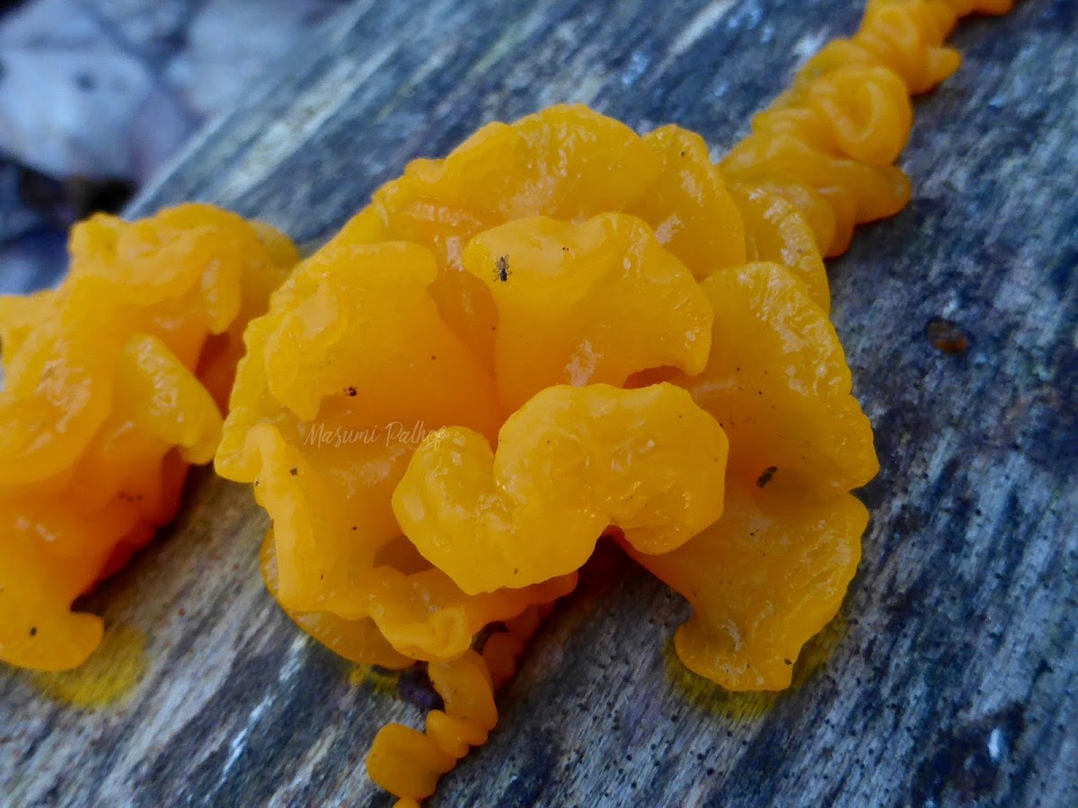 Orange Jelly