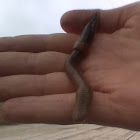 common earthworm