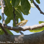 Wood Warbler; Mosquitero Silbador