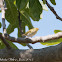 Wood Warbler; Mosquitero Silbador