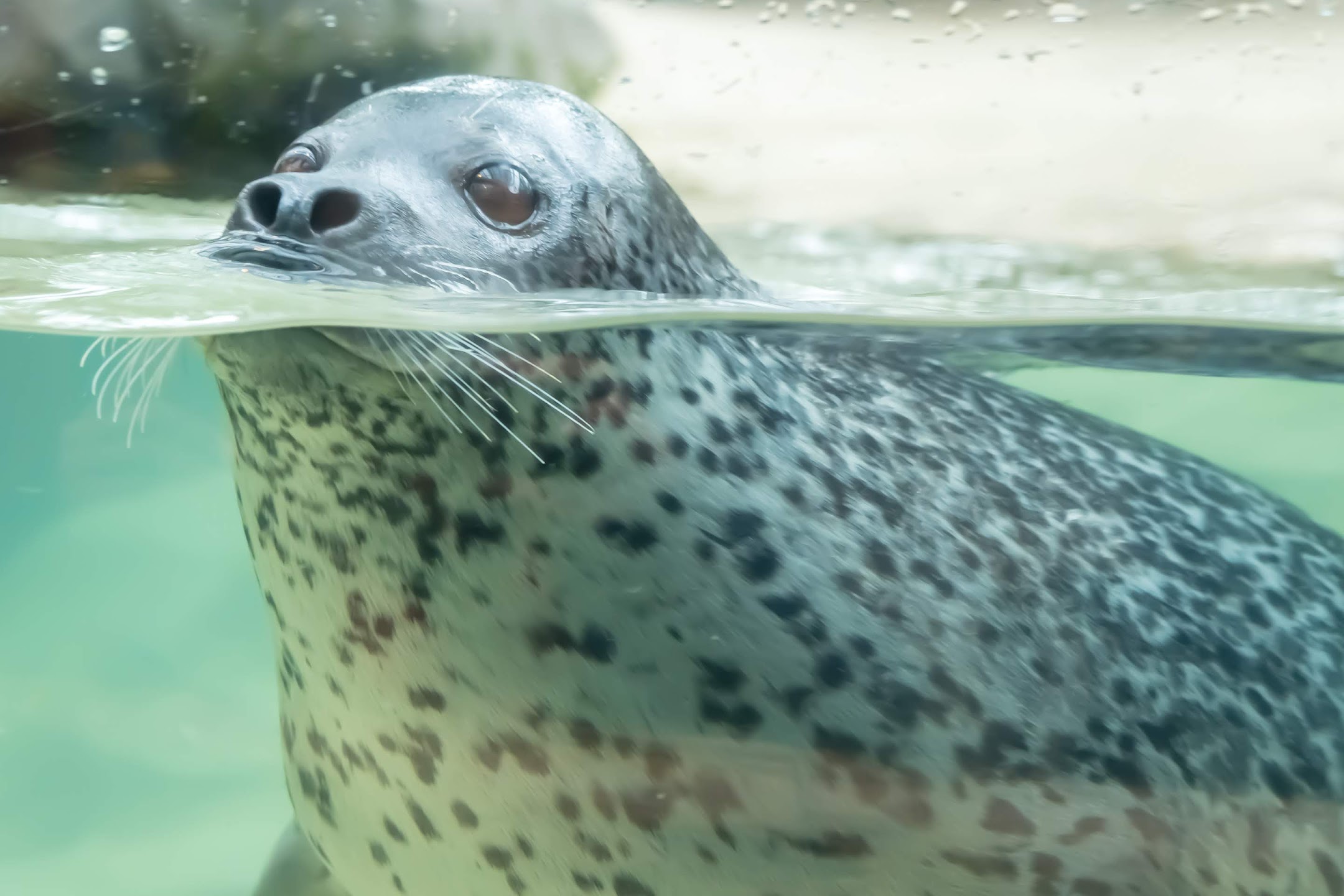 Kobe Animal Kingdom spotted seal