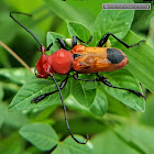 Red Long-horned Beetle