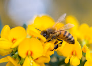 It is understood that a man in his late 50s was cutting grass at his house when he was stung by bees.