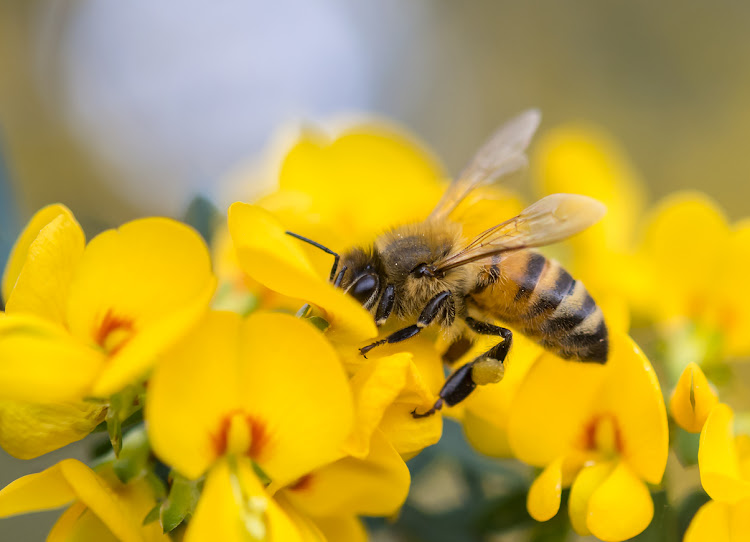 It is understood that a man in his late 50s was cutting grass at his house when he was stung by bees.