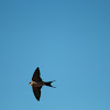 Red-rumped swallow