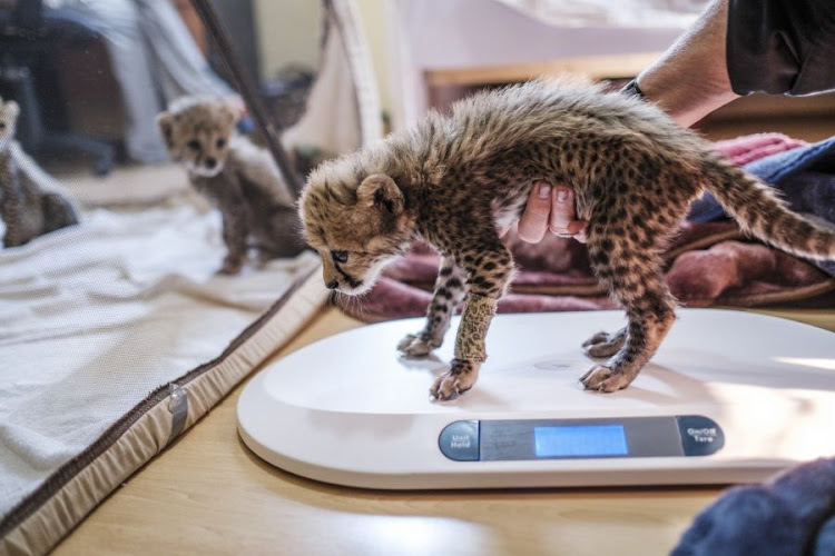 A baby cheetah is weighed on a scale as others stay inside a mosquito net, in one of the facilities of the Cheetah Conservation Fund, in the city of Hargeisa, Somaliland, on September 17, 2021.