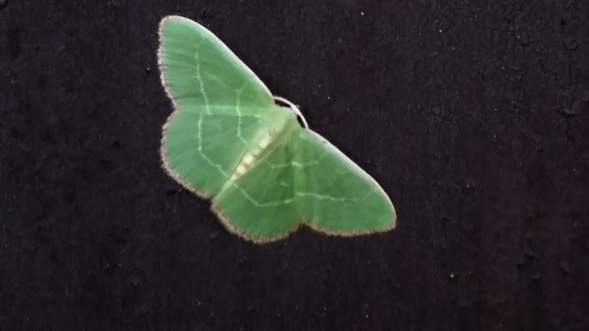 White Fringed Emerald