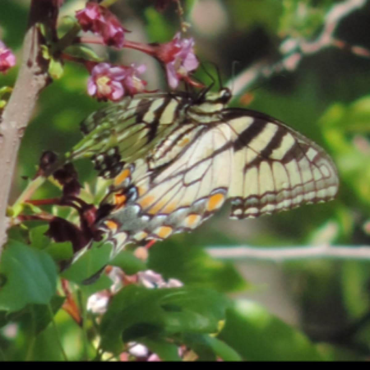 Eastern Tiger Swallowtail