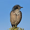 California scrub jay