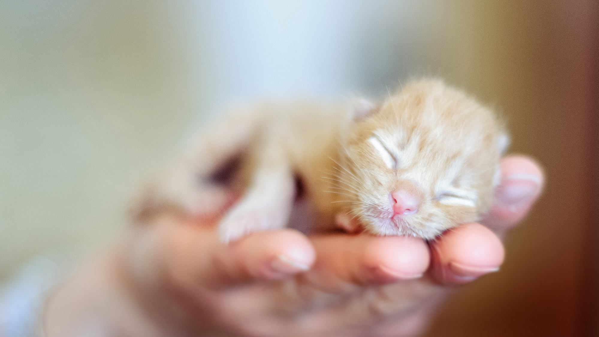 Gatto di Fabrizio Aiello