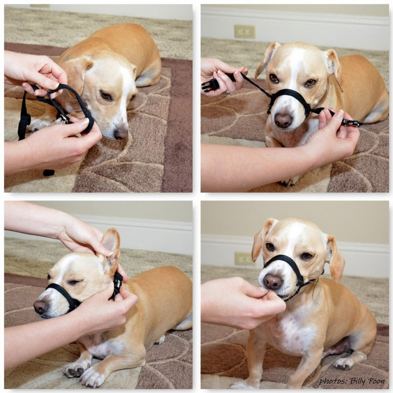 dog muzzle for vet visit