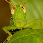 Short-horned Grasshopper